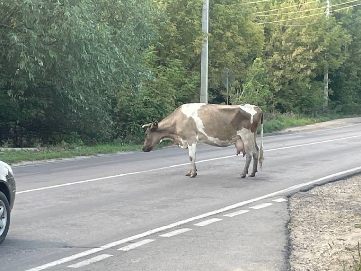 Корова пыталась перейти дорогу жителям Тульской области Корова пыталась перейти дорогу жителям Тульской области