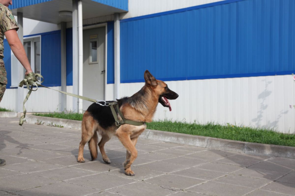 Тульские полицейские помогают собаке, участвовавшей в СВО Тульские полицейские помогают собаке, участвовавшей в СВО