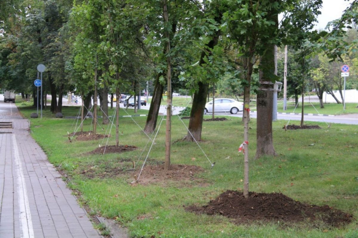 В Туле на улице Фрунзе высадили клены В Туле на улице Фрунзе высадили клены
