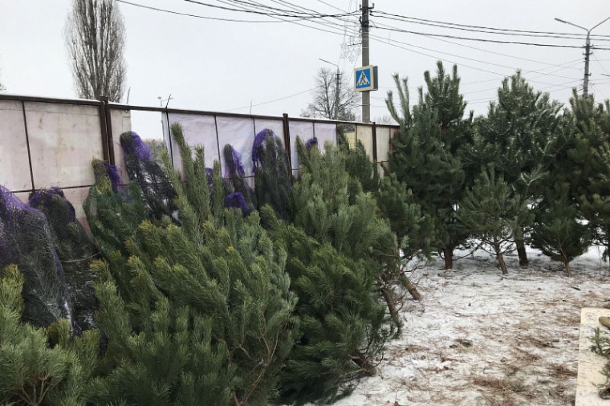 20 декабря в Туле начнут работать елочные базары 20 декабря в Туле начнут работать елочные базары