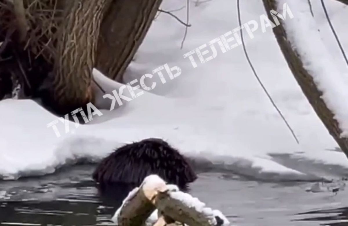 Туляков напугала «водная собака» Туляков напугала «водная собака»