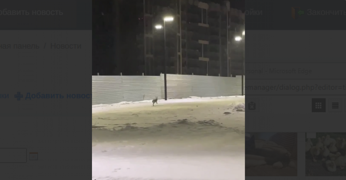 потерялся заяц