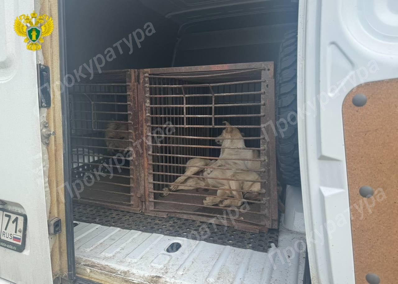 В Новомосковске поймали 9 бродячих псов В Новомосковске поймали 9 бродячих псов