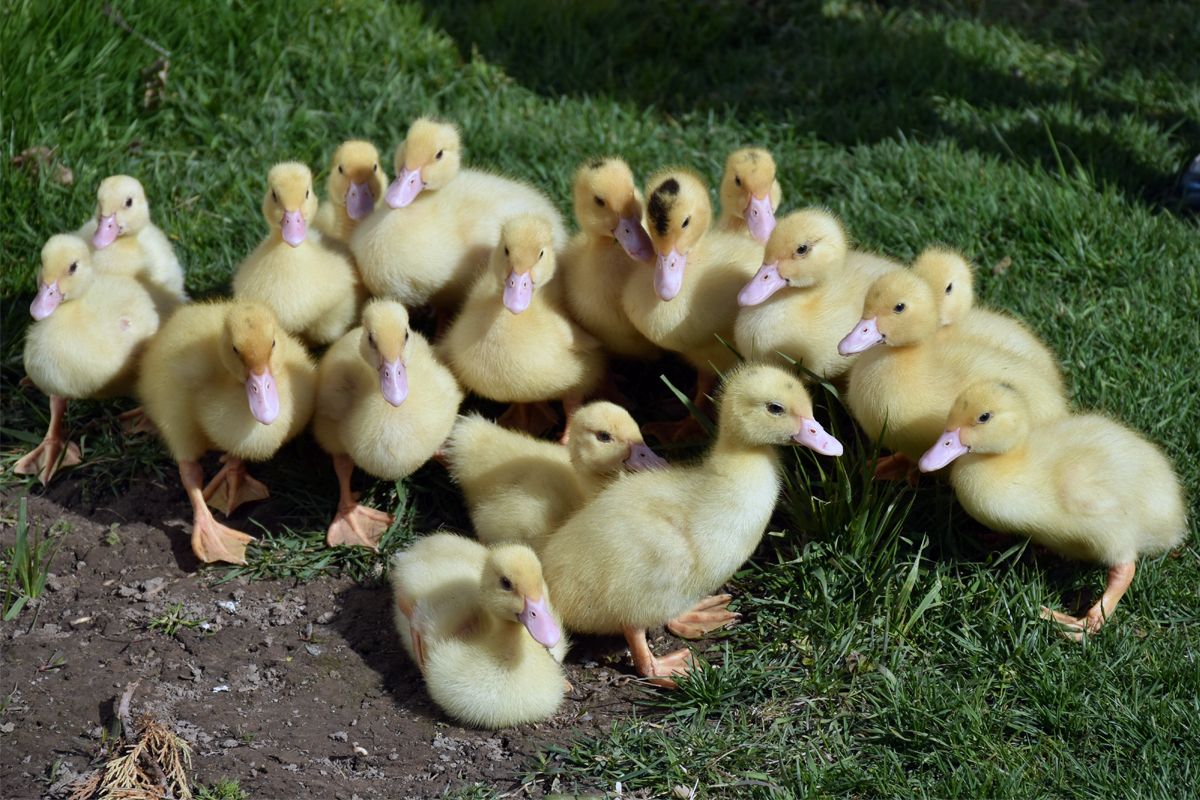 В Тульской области на фестивале «Утиные истории» пройдет конкурс яичниц В Тульской области на фестивале «Утиные истории» пройдет конкурс яичниц