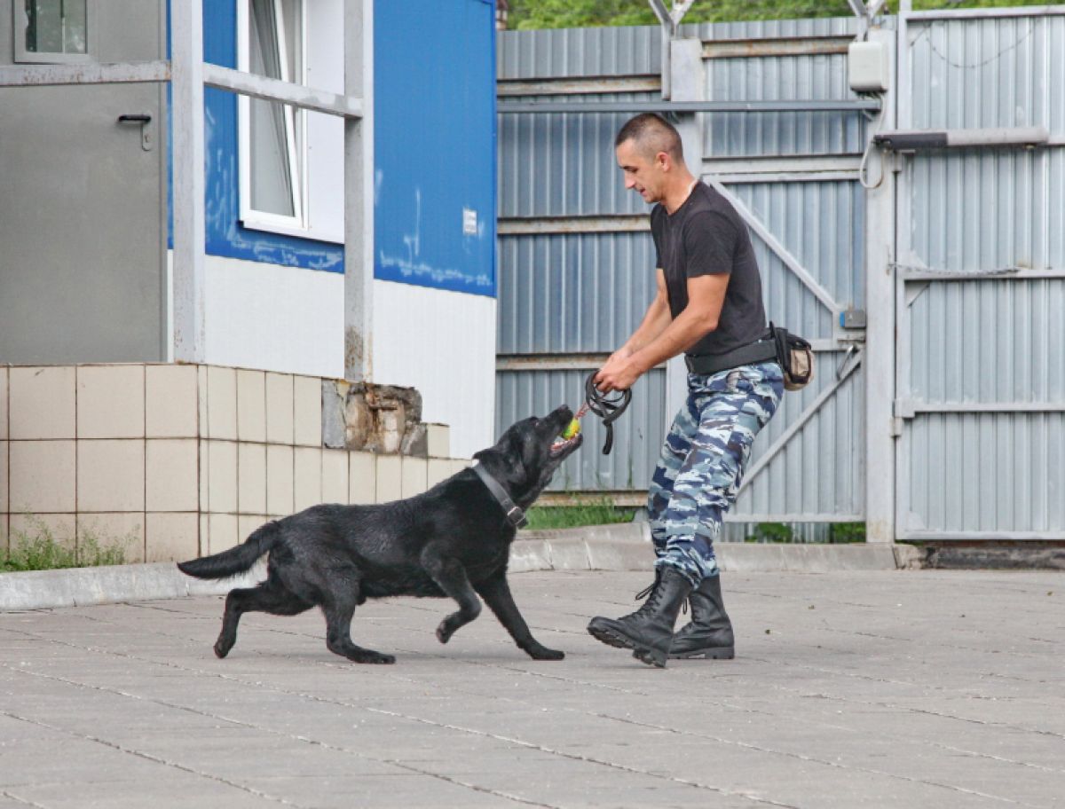 В Туле служебные собаки нашли все припрятанные взрывчатые вещества В Туле служебные собаки нашли все припрятанные взрывчатые вещества