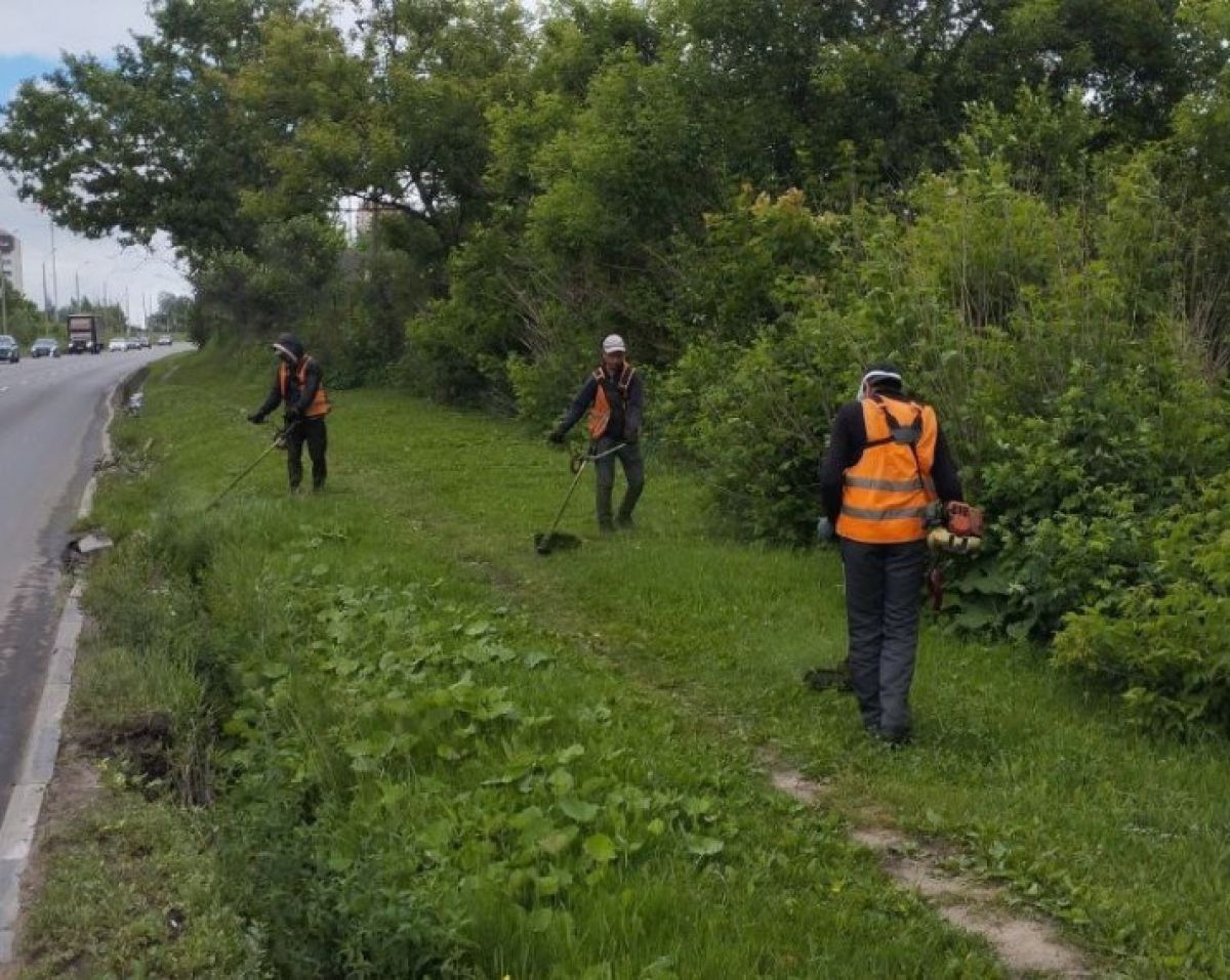 Тульские рабочие стали «парикмахерами» и не дали зарасти улицам города Тульские рабочие стали «парикмахерами» и не дали зарасти улицам города