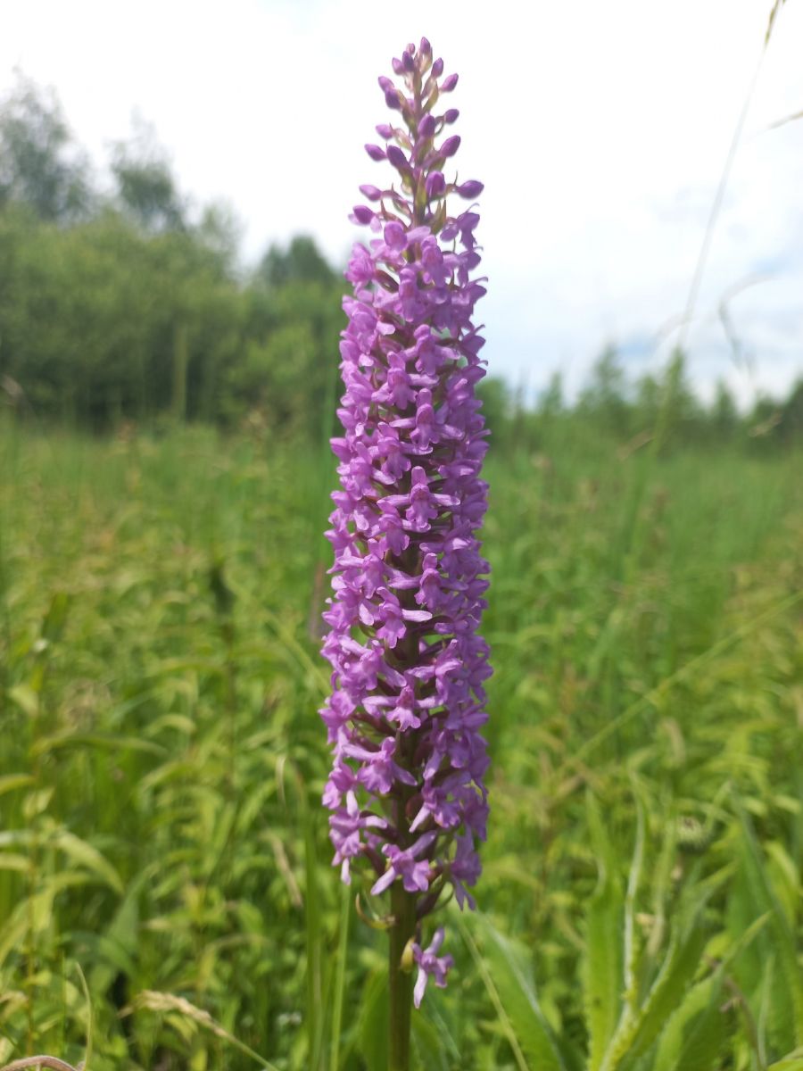 Биологи Тульской области нашли ранее считавшийся вымершим вид орхидеи Биологи Тульской области нашли ранее считавшийся вымершим вид орхидеи