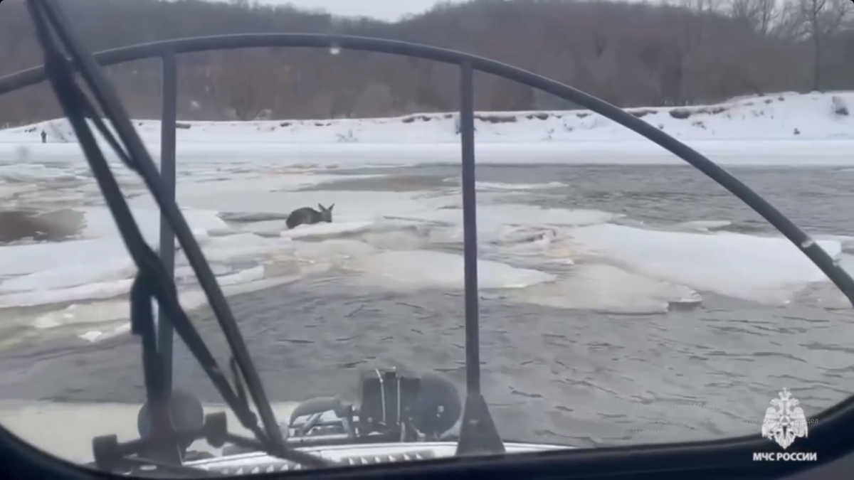В Тульской области спасатели вызволили из ледяного плена косулю В Тульской области спасатели вызволили из ледяного плена косулю