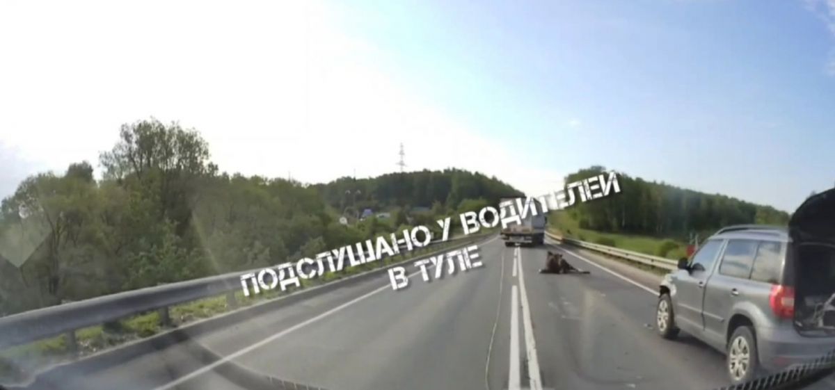 В Туле «Шкода» сбила лося
