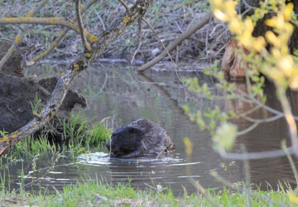 В Большой Туле на реке Волоть поселилось большое семейство бобров В Большой Туле на реке Волоть поселилось большое семейство бобров
