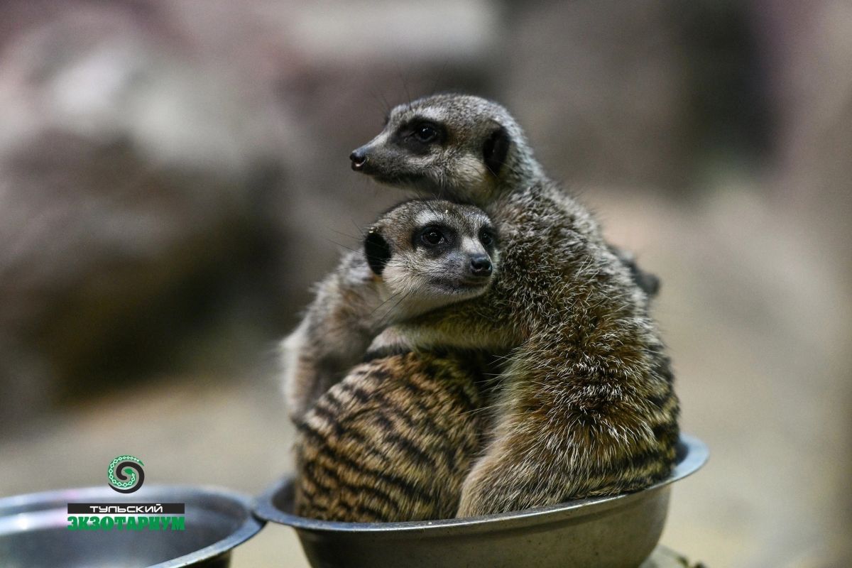 Доминируй, властвуй, сурикат: в тульском экзотариуме рассказали о проворных зверьках Доминируй, властвуй, сурикат: в тульском экзотариуме рассказали о проворных зверьках