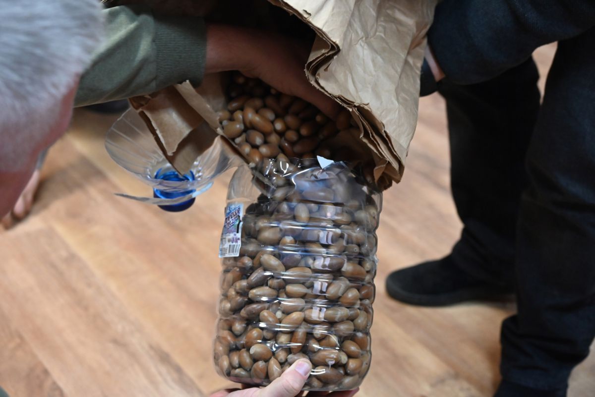 В заповедник «Аскания-Нова» в Херсонской области доставили тульские желуди для высадки В заповедник «Аскания-Нова» в Херсонской области доставили тульские желуди для высадки