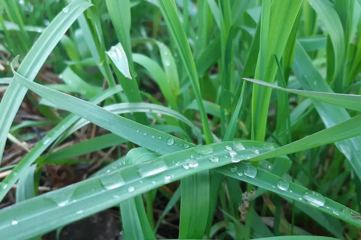 Московская компания поставила в Тулу неправильную траву Московская компания поставила в Тулу неправильную траву