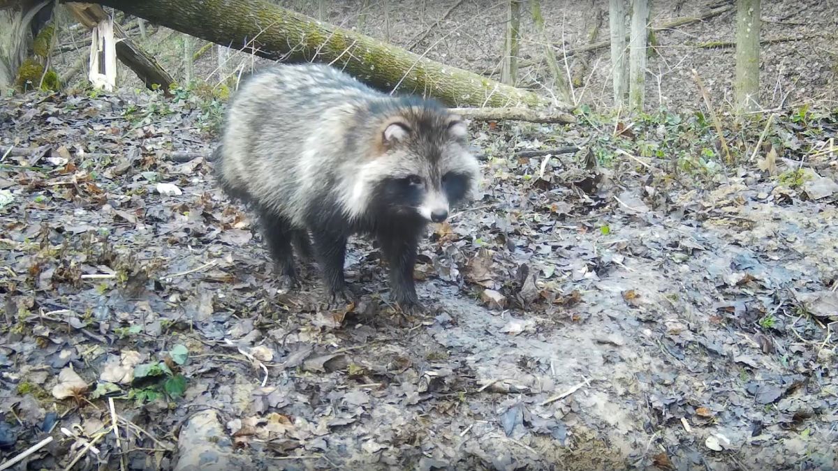 На границе Тульской и Калужской областей барсук отстоял нору от енотовидной собаки На границе Тульской и Калужской областей барсук отстоял нору от енотовидной собаки