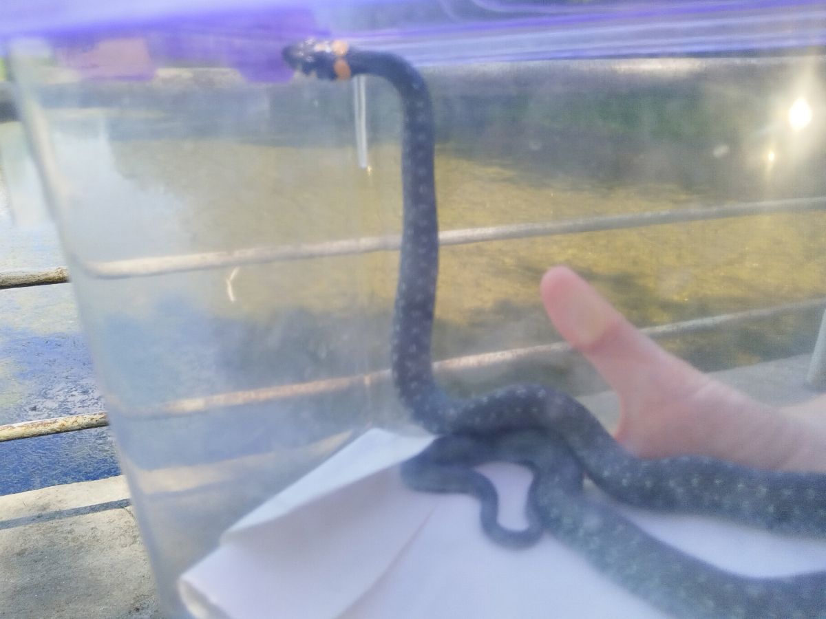 Сообщения о том, что Тульскую область наводнили мутированные гадюки, оказались фейком Сообщения о том, что Тульскую область наводнили мутированные гадюки, оказались фейком