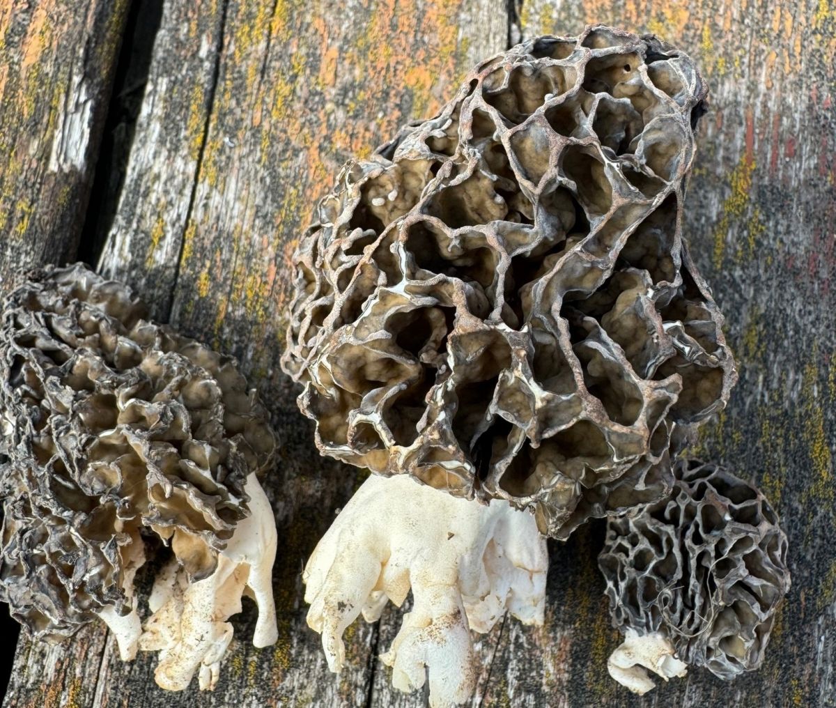 Туляки радуются урожаю первых весенних грибов