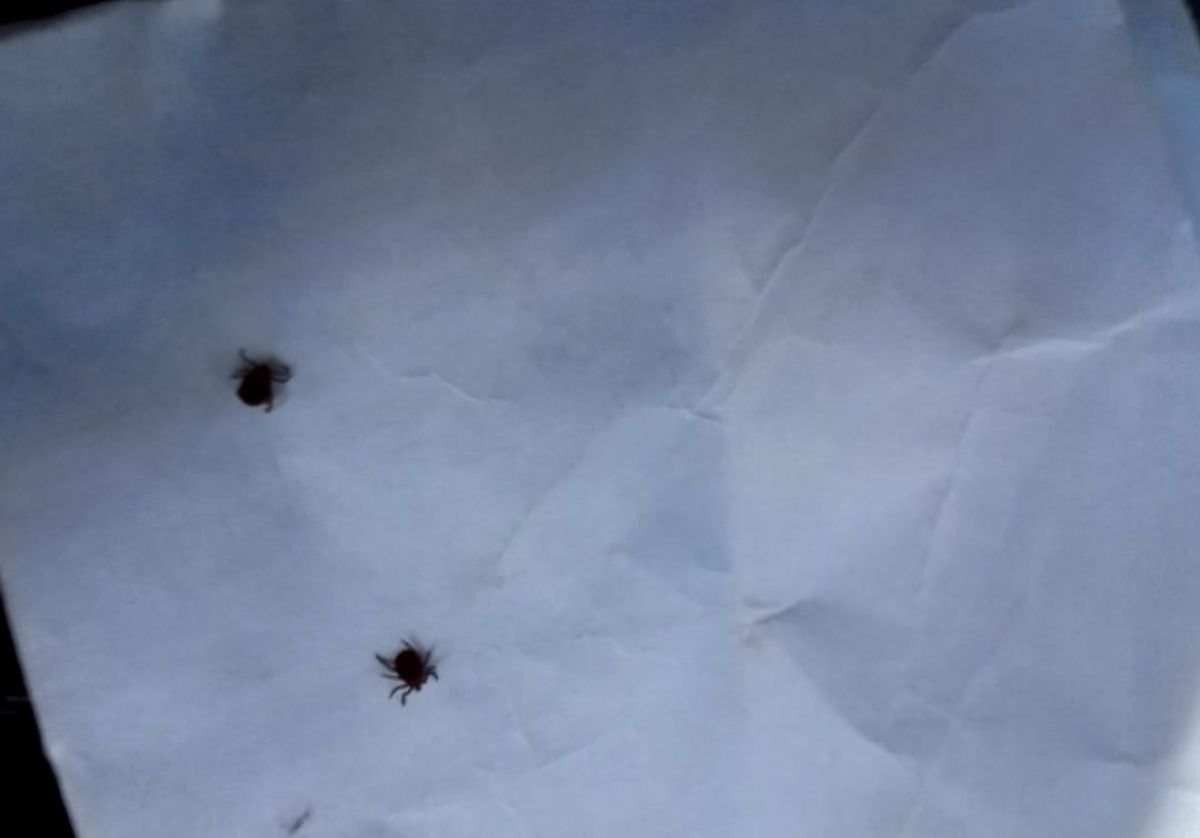 Жителям Тульской области рассказали о клещевом боррелиозе Жителям Тульской области рассказали о клещевом боррелиозе