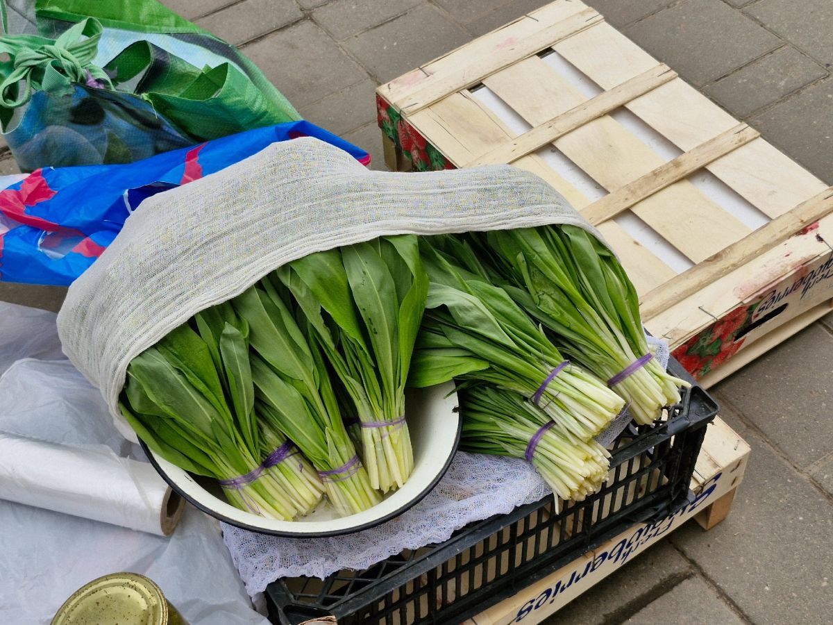 В тульском Роспотребнадзоре рассказали о полезных свойствах черемши