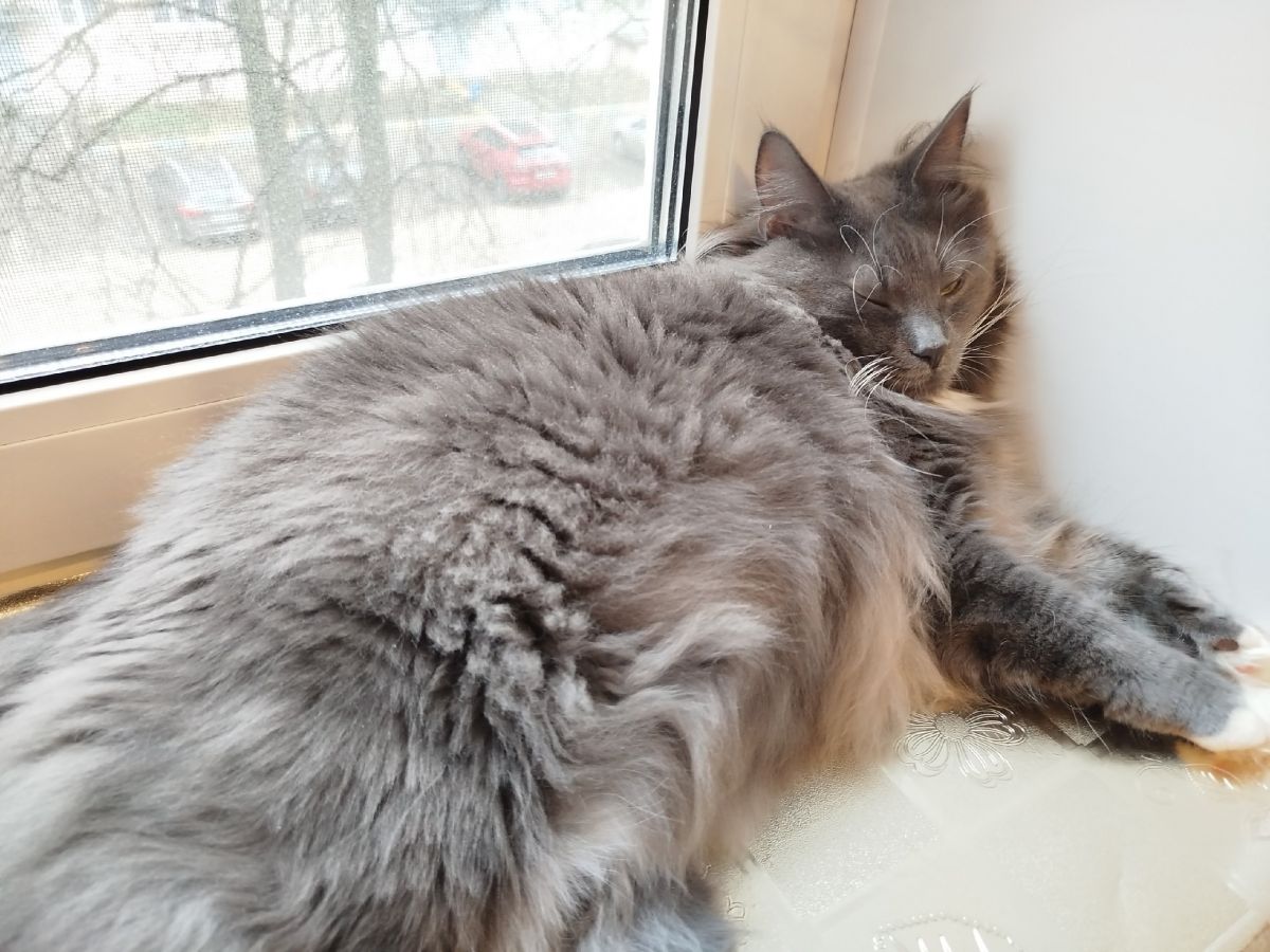 В Тульской области снова пройдет выставка-пристройство бездомных животных В Тульской области снова пройдет выставка-пристройство бездомных животных