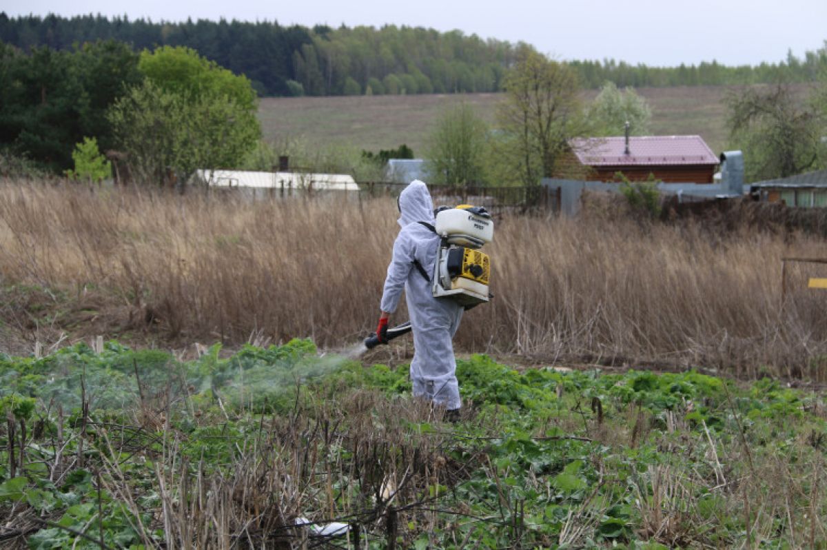 В Туле от борщевика Сосновского обработают более 1000 га В Туле от борщевика Сосновского обработают более 1000 га