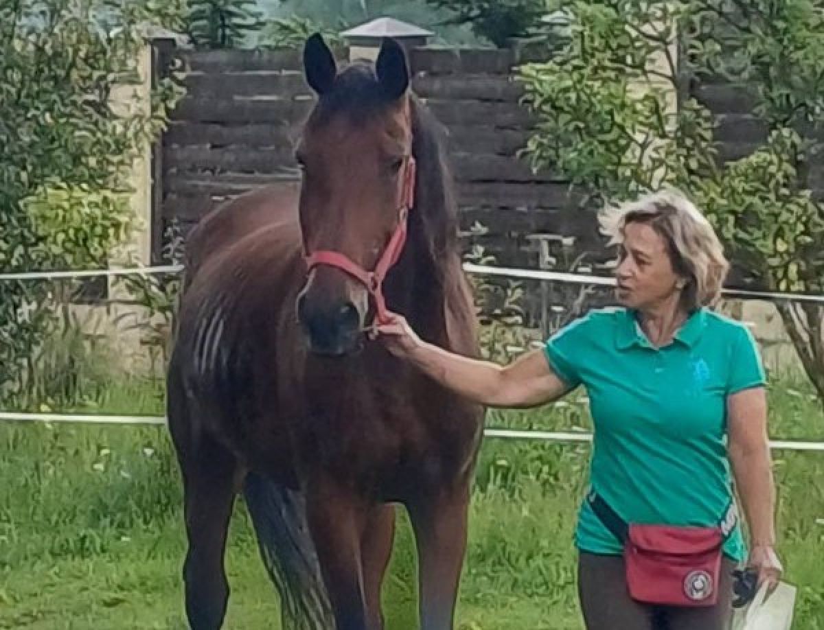 В Тульской области лошадь стала участницей дорожного движения на федеральной трассе