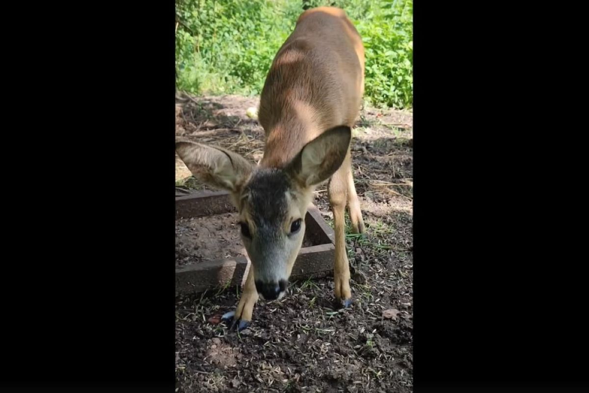 В Центральном парке Тулы родились две косули В Центральном парке Тулы родились две косули