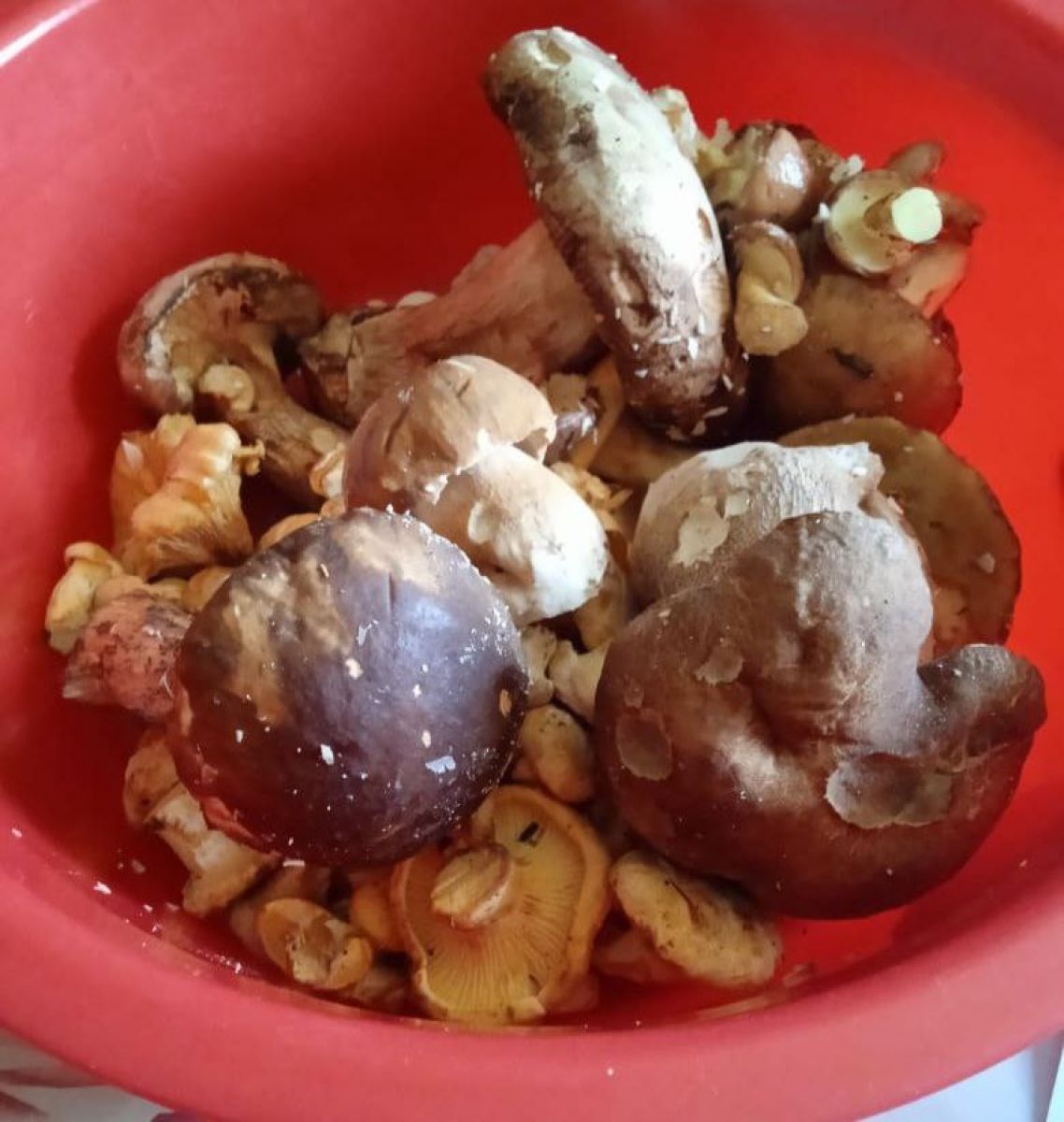 В тульском Роспотребнадзоре напомнили, что белые грибы полезны при сердечно-сосудистых заболеваниях