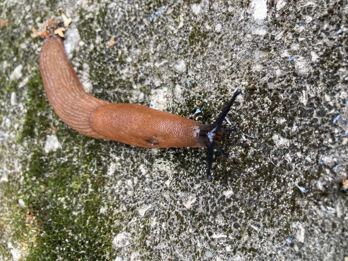 Тульским дачникам напомнили, как бороться с нашествием испанских слизней