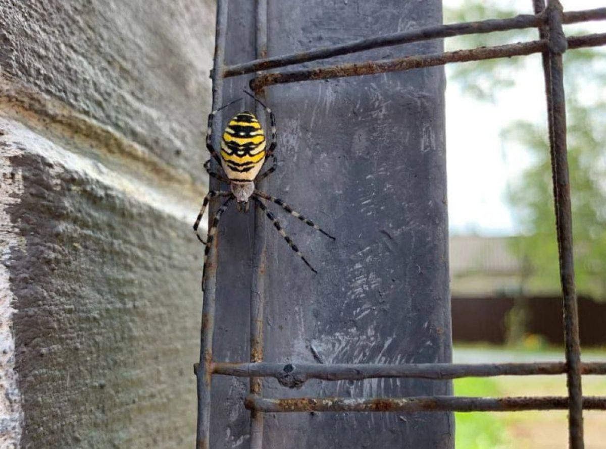 Тулякам объяснили, действительно ли ядовитые пауки-осы опасны Тулякам объяснили, действительно ли ядовитые пауки-осы опасны