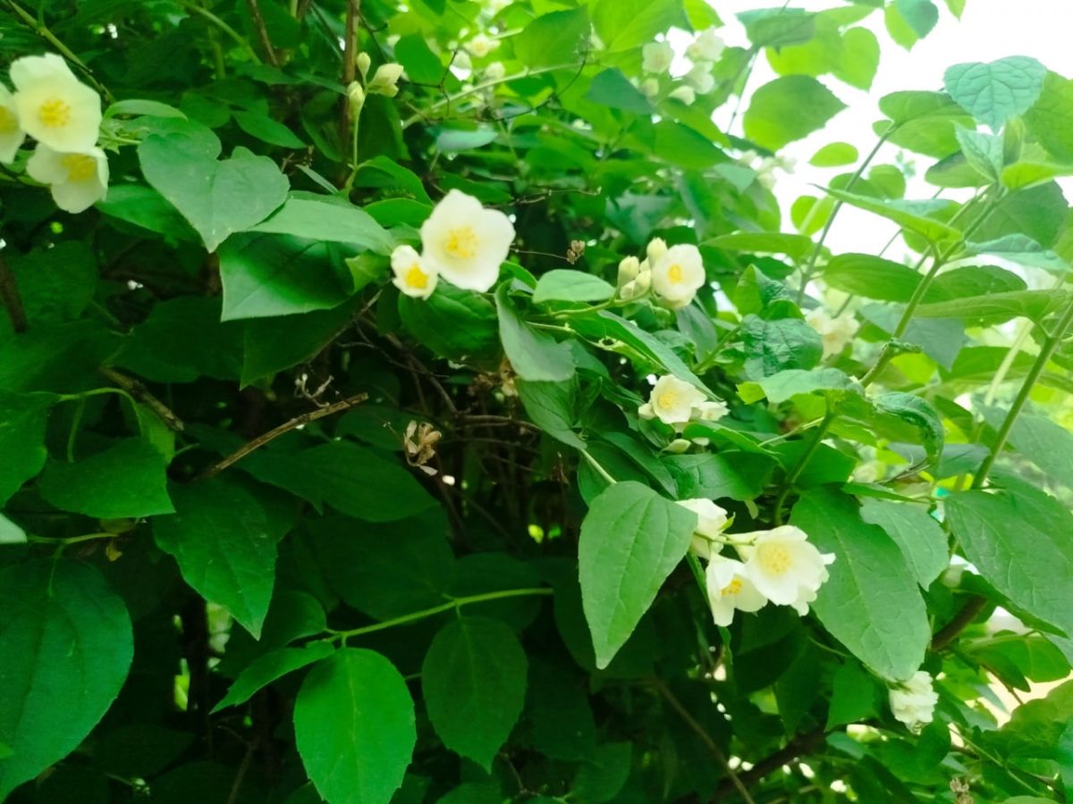 Тульский селекционер вывел 300 сортов георгинов Тульский селекционер вывел 300 сортов георгинов