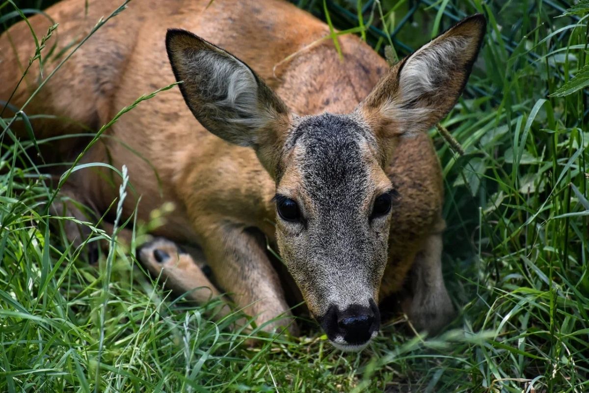 Тулякам придется сдавать экзамен, чтобы стать охотниками Тулякам придется сдавать экзамен, чтобы стать охотниками