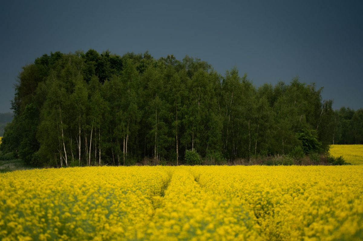 В Тульской области объявлено метеопредупреждение из-за приближения грозы и сильного ветра В Тульской области объявлено метеопредупреждение из-за приближения грозы и сильного ветра
