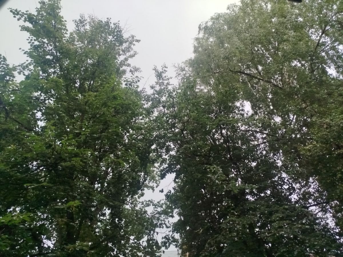 Днем 27 августа тулякам лучше взять с собой зонты Днем 27 августа тулякам лучше взять с собой зонты