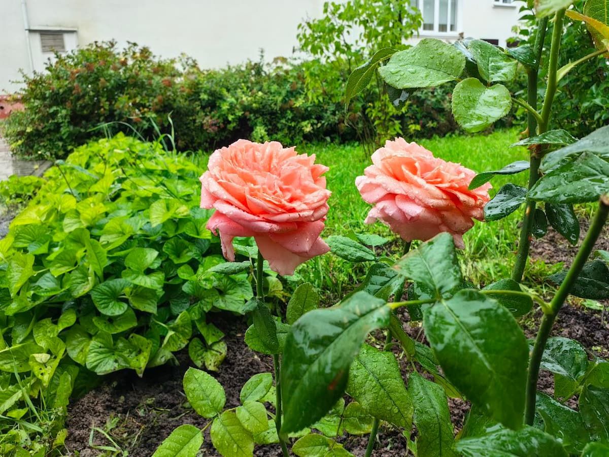 В тульском музее Крылова высадили любимые розы художника В тульском музее Крылова высадили любимые розы художника