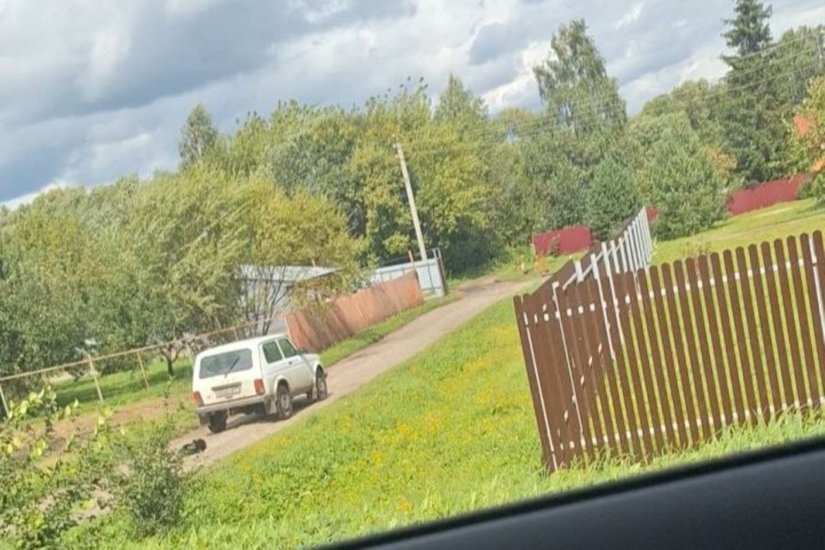 Привязанная к машине собака в Богородицке была мертвой Привязанная к машине собака в Богородицке была мертвой