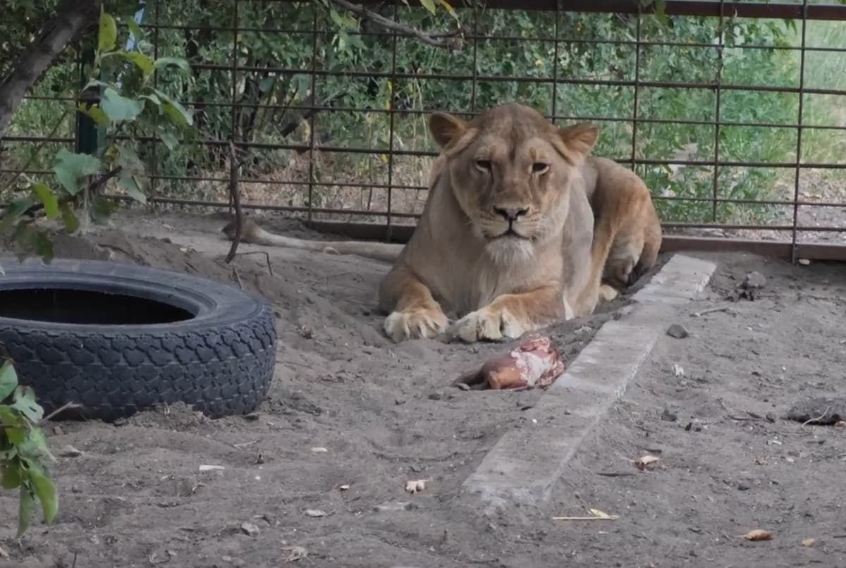 Львица из тульского приюта для собак осваивается на новом месте Львица из тульского приюта для собак осваивается на новом месте