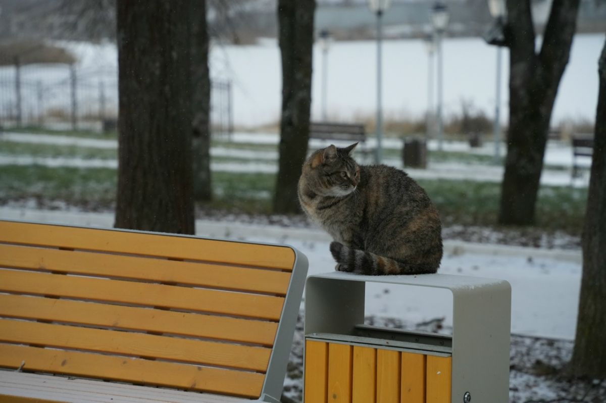 Днем в Тульской области будет немного морозно и снежно