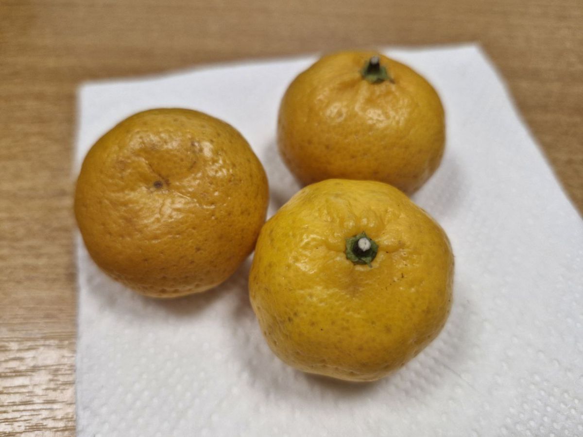 Концентрация флавоноида нобилетина в мандаринах предотвращает накопление жира в печени туляков Концентрация флавоноида нобилетина в мандаринах предотвращает накопление жира в печени туляков