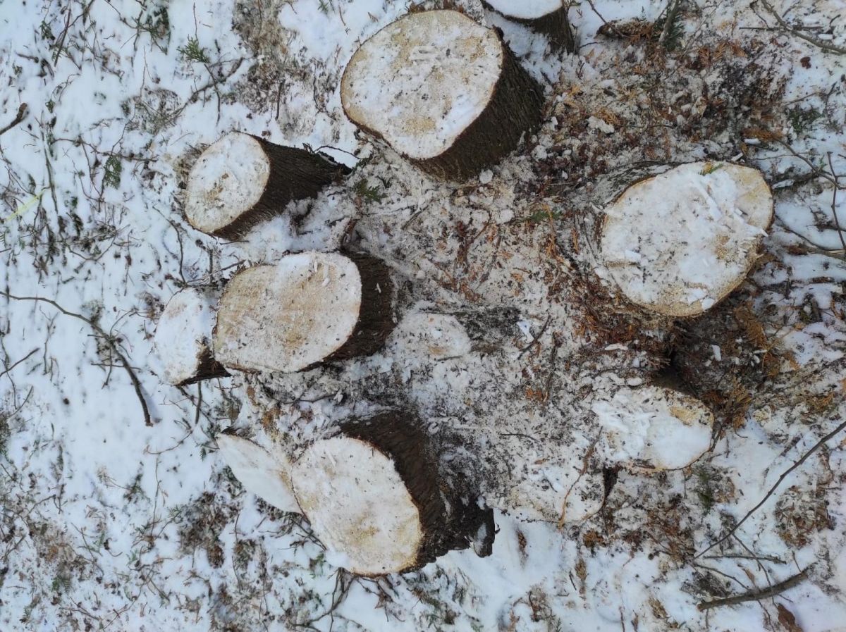 Жители Донского обеспокоены опиловкой деревьев на Братской могиле