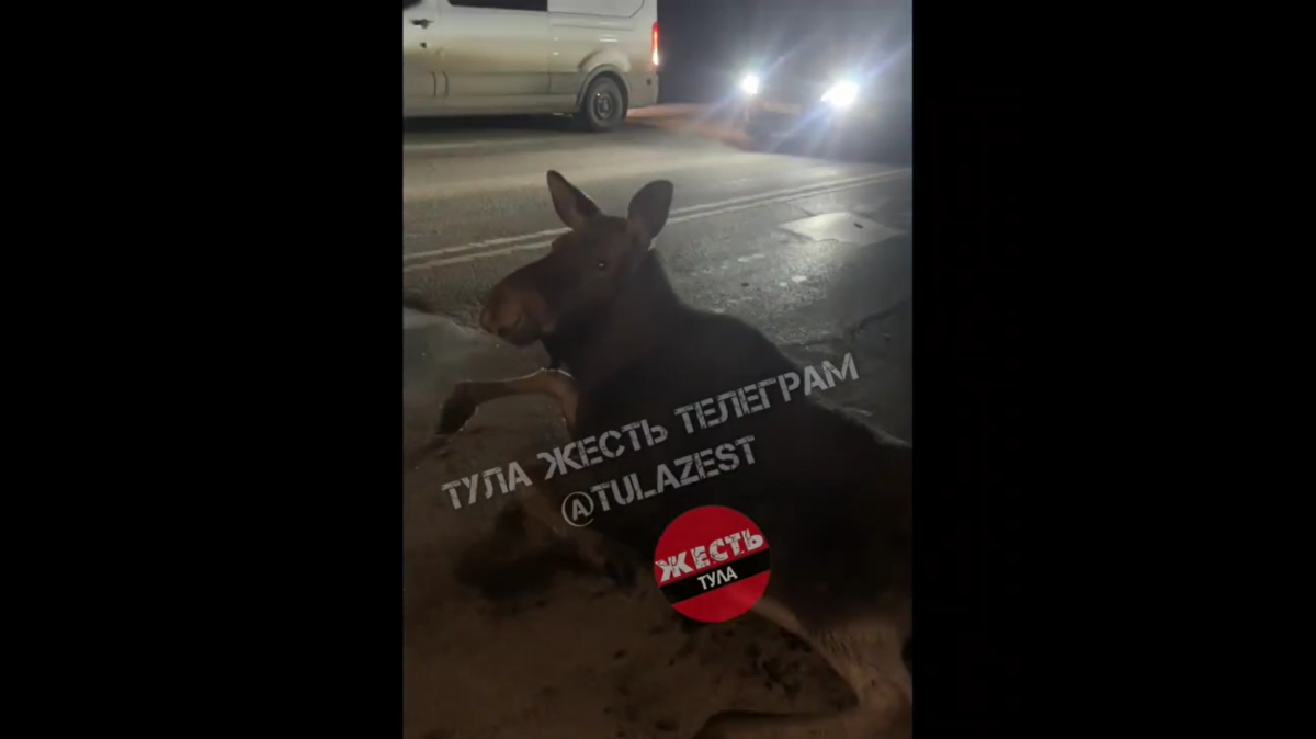 В Тульской области в ДТП пострадал лось В Тульской области в ДТП пострадал лось