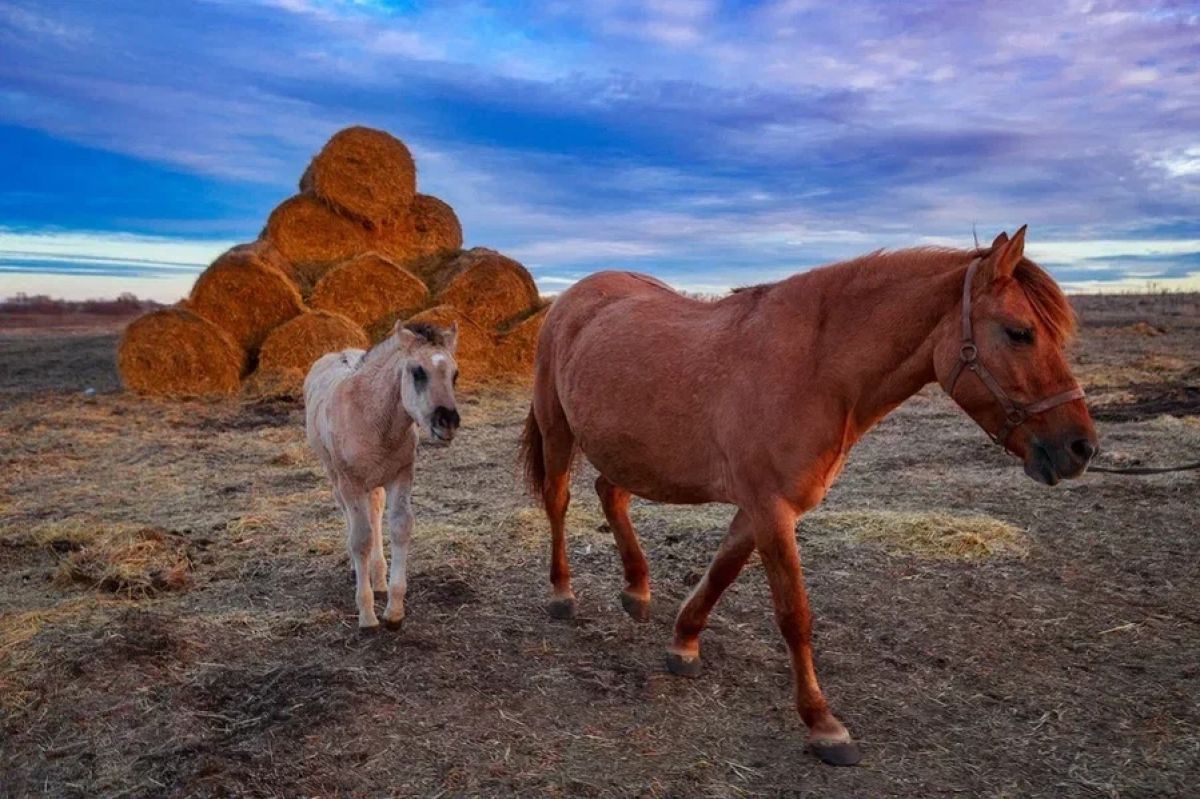 Жители Тульской области выбрали имя жеребенку с Конного двора Куликова поля