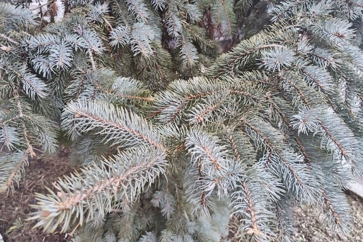 Тулякам рассказали, как утилизировать елку после Нового года Тулякам рассказали, как утилизировать елку после Нового года