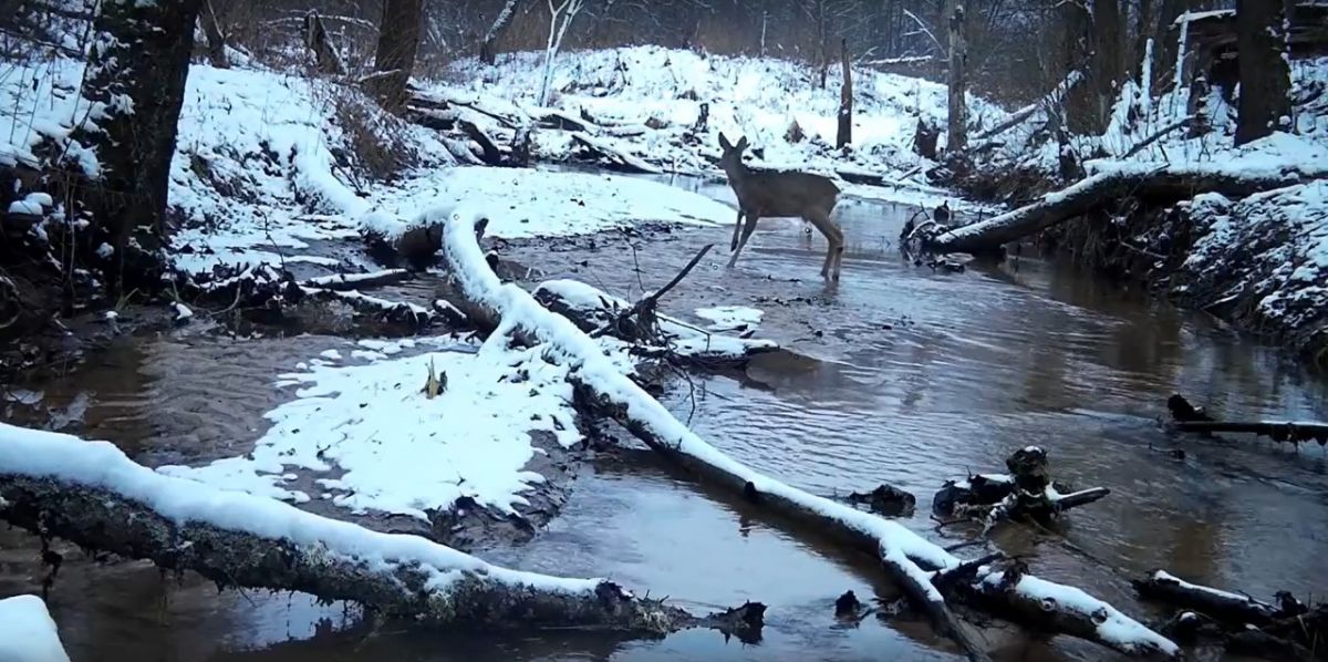 На границе Тульской и Калужской областей замечены косули На границе Тульской и Калужской областей замечены косули