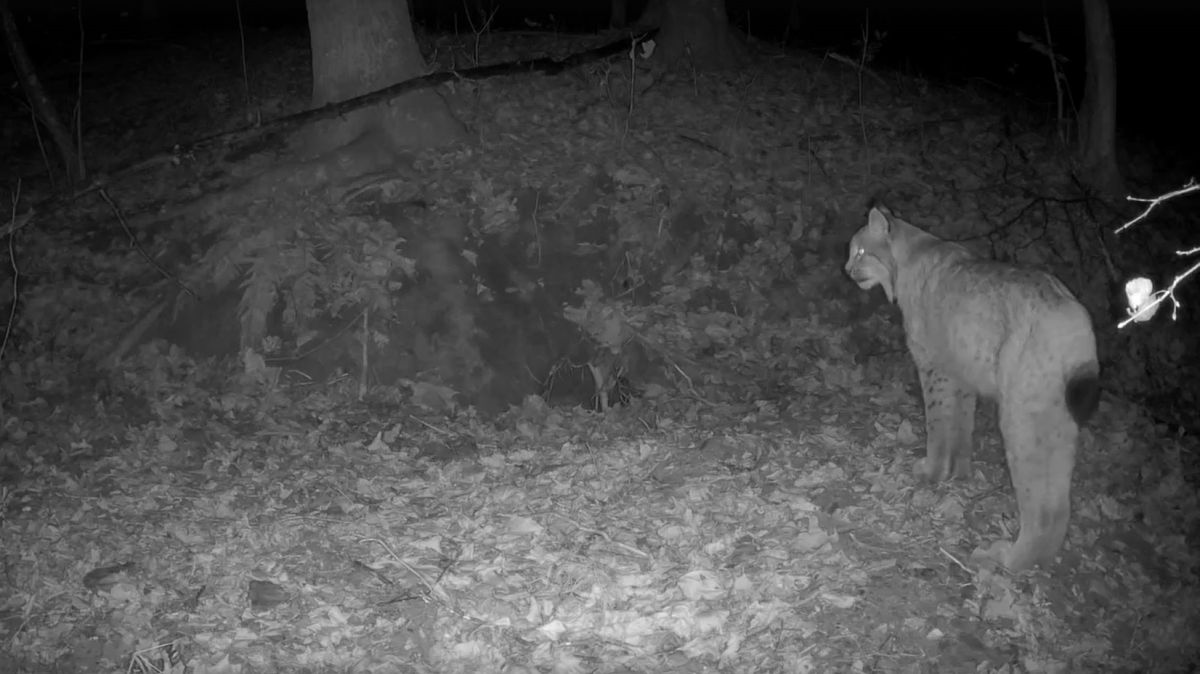 На границе Тульской и Калужской областей замечен хищник На границе Тульской и Калужской областей замечен хищник