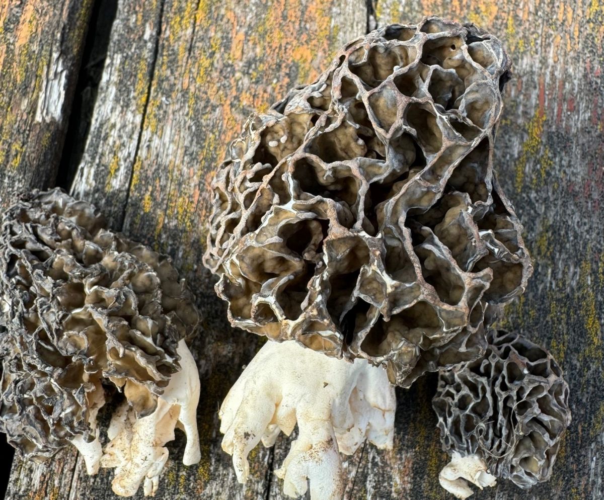 Туляки продолжают добывать «трофеи» на тихой охоте