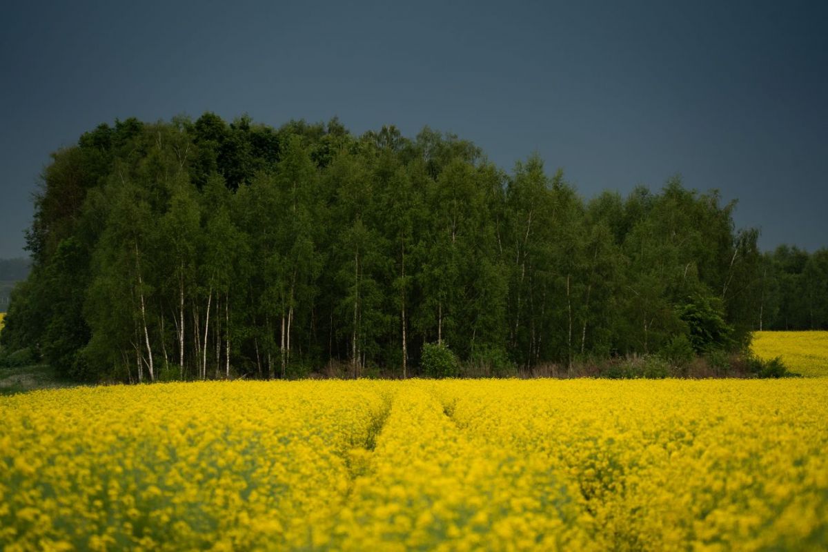 В Тульской области объявлено метеопредупреждение из-за надвигающейся непогоды