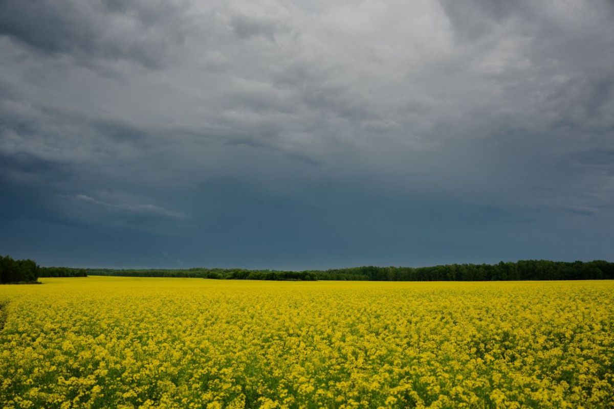 Днем Тулу охватит сильный дождь