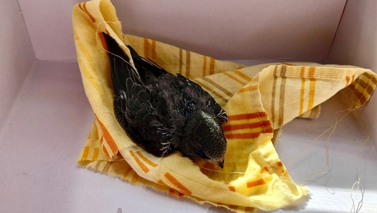 В Туле птенцы стрижей массово выбрасываются из гнезд