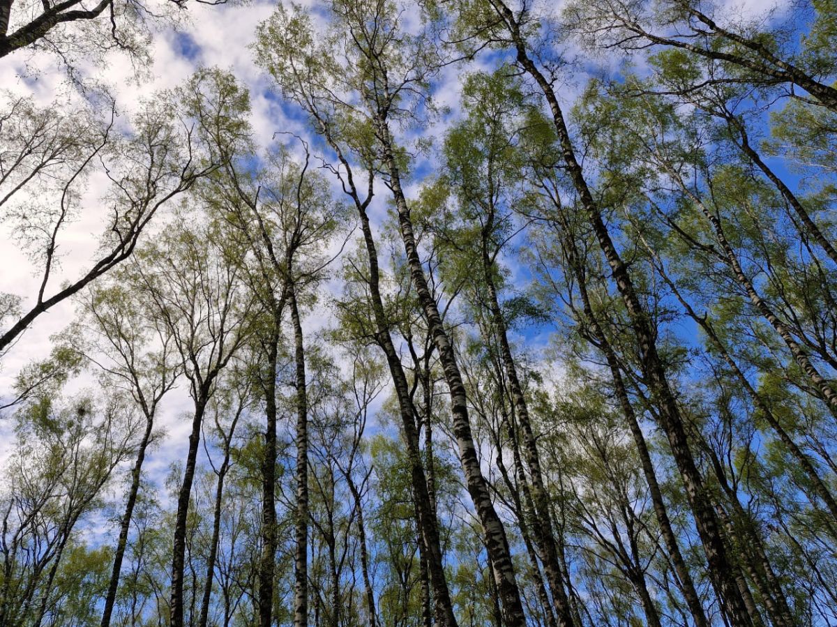 В Тульской области благодаря прокуратуре устранили нарушения законодательства по охране городских лесов