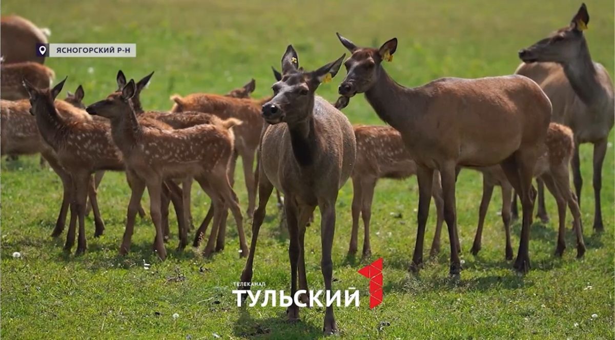 Ясногорская ферма ежегодно отправляет в Китай около полутора тонн оленьих рогов Ясногорская ферма ежегодно отправляет в Китай около полутора тонн оленьих рогов